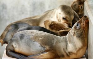 Scientists believe sea lions are suffering from a scarcity of natural prey which forces nursing mothers to venture farther out to sea, leaving their young behind for longer periods.