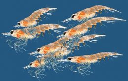 The Antarctic Wildlife Research Fund aims to improve the science-based understanding of the role of krill in the Antarctic ecosystem and the scientific basis for krill fishery management.