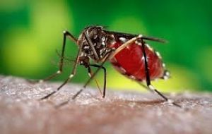 TDH said the first confirmed case of Chikungunya virus disease in Tennessee occurred in 2014 and that since then 42 new cases have been documented