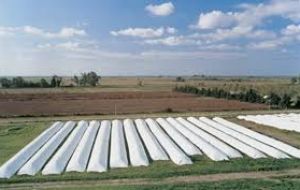 Silo-bag sales rose this year, mostly because of a bigger harvest, according to silo bag manufacturer IpesaSilo, which has about 70% of the Argentine market. 