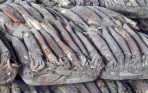 Illex squid catches caught this season are already 150,000 tons. Last year the fishery had a record catch of over 306,000 tons.