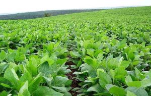 While early-sown soybeans were hit by a “scarcity of rainfall”, precipitation arrived in time for the flowering and grain-filling period for later planted crop. 