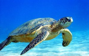 Despite advances, because of the by-catch of endangered sea turtles, certification of Mexico has been delayed until May 2015, says the report