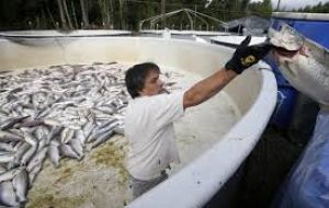 In the area near the slopes of the volcano there are eleven salmon hatcheries: four of them have suffered serious damage with significant loss of fish. 