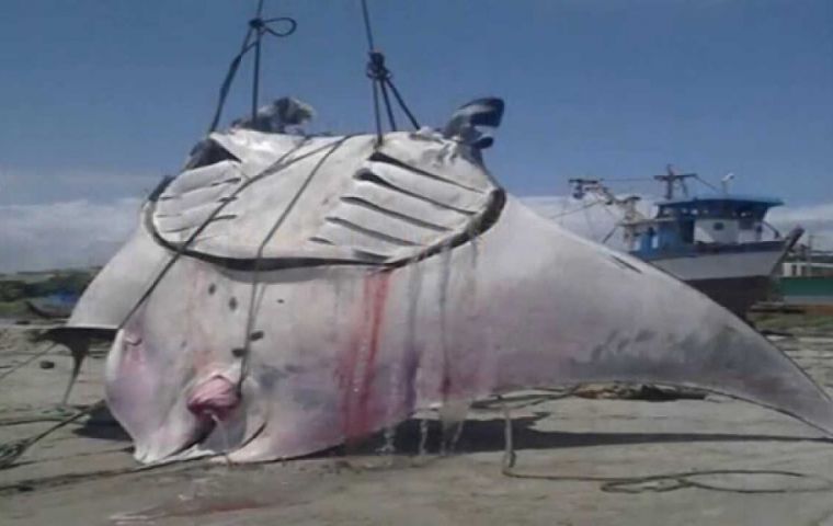 The Manta Birostris is unloaded with a crane at La Cruz inlet