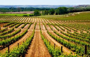 Spain has 1.02 million hectares of grapes; China now has the second-largest wine growing area with 799,000 hectares compared to France's 792,000 hectares