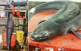 “What a beast!” Plymouth Fisheries posted on Twitter, alongside a photo of the slimy giant. But the 130 lbs fish was auctioned at only 43 British pounds 