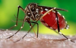 The Aedes mosquito is present in much of the Americas and also transmits dengue fever and chikungunya.