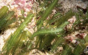 Species of algal genus responsible for (tropical) ciguatera poisoning in Australia were found in bloom proportions in SE Australia for the first time. 