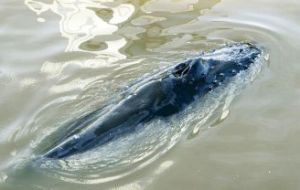 Mariano Sironi, scientific director of the Whale Conservation Institute in Argentina, said he thinks it is a humpback.