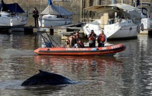 News of the whale quickly spread on social media and was broadcast live by local stations; hundreds lined up along the port area to catch a glimpse.