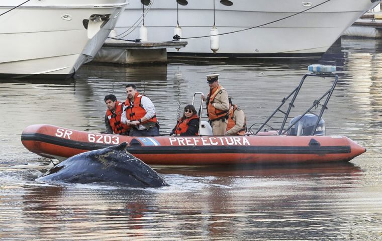 The mammal, apparently a humpback, measuring some seven meters appeared near a posh Buenos Aires Yacht Club on Monday morning