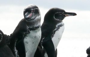 The black and white Galapagos Penguins landed on the endangered species list in 2000 after the population plummeted to only a few hundred individuals