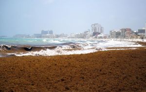 The stinking mounds of seaweed in some cases have piled up nearly three meters high on beaches, choked scenic coves and cut off moored boats.