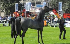 The show attracts the best Uruguay livestock: cattle (meat and milk breeds), sheep, hogs, horses and a massive display of the farming industry suppliers