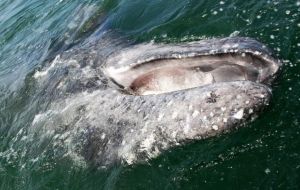 Since May 2015, 11 fin whales, 14 humpbacks, one gray whale and four unidentified cetaceans have stranded around islands of western Gulf of Alaska