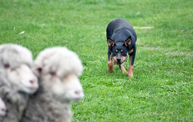 From working dogs on Australian farms to beloved pets in many of our homes, dogs are valued members of the community