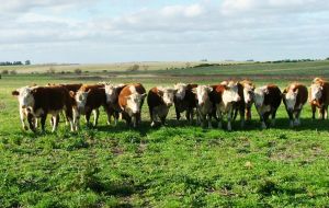 Uruguayan beef is worldwide brand renowned for its superb quality and perfect sanitary status, based on cattle fed mainly on natural grassland