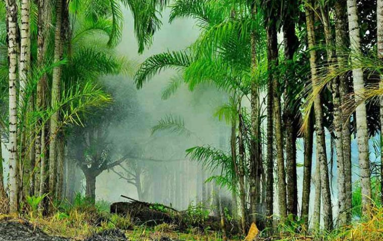 An increasing amount of forest areas have come under protection while more countries are improving forest management. 