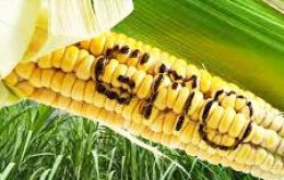 Monsanto's MON810 maize is the only GM crop grown in Europe, where it has been cultivated in Spain and Portugal for a decade