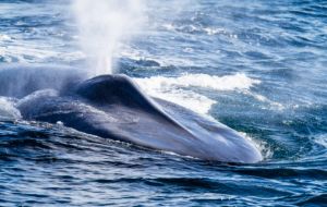 Norwegian scientists say that in these waters blue whales have not seen for about 100 years. 