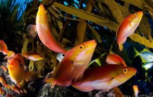 Nazca-Desventuradas Marine Park, with 114,872-square-miles of ocean is a fully protected no-take zone, where fishing and other extractive activities are banned