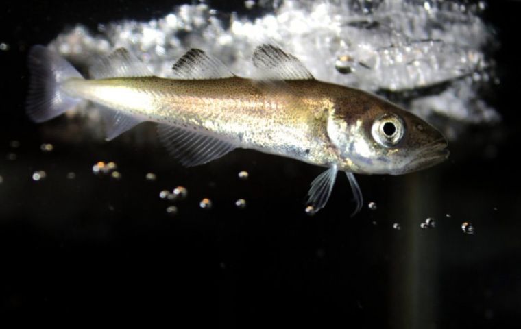 The study recently published in Polar Biology, shows that only juvenile fish are found under the ice, a habitat that could disappear as a result of climate change.