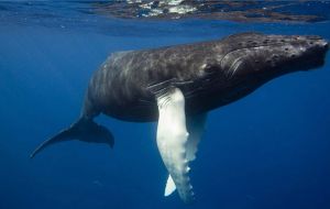 “Photos, and other data such as position, are important because they can help provide more data about whales at high latitudes” for the Happy Whale project 