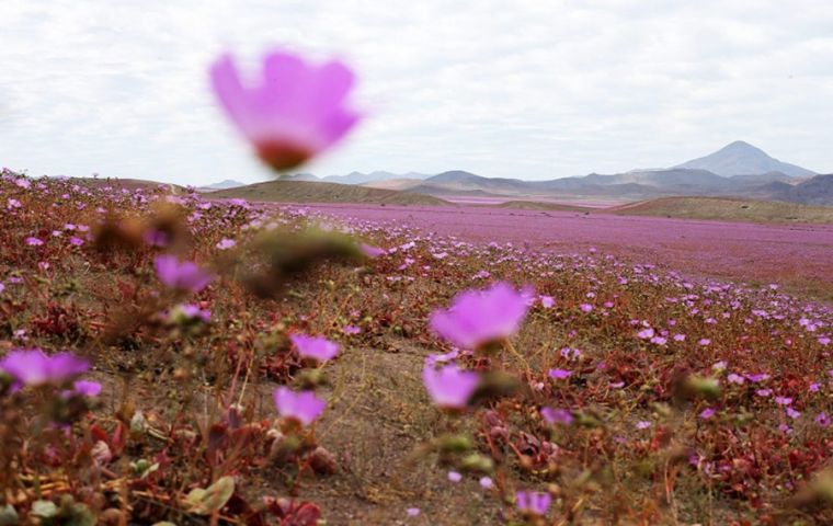 The softer side to the disruptive El Niño: an enormous blanket of colorful flowers has carpeted Chile's Atacama desert, the most arid in the world.