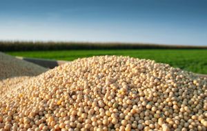 The figure is above the USDA forecast of 20.0m hectares. It is also above the 19.8m hectares that the Buenos Aires grains exchange, has forecast.