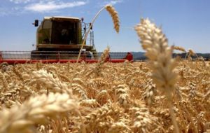 Regarding wheat's crop the ministry's forecast is 10m-12m tons, a sharp drop on the 13.9m tons achieved last year, but with a higher average yield.