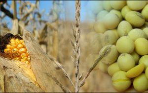 Grains from soybeans to wheat and corn also rose on better physical demand and technical buying, limiting the downside in commodities.