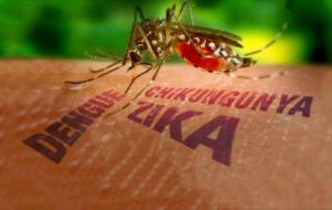 Zika is carried by the Aedes aegypti mosquito, which is also responsible for the spread of dengue fever and Chikungunya