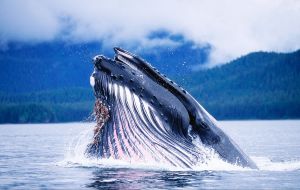 Sei, humpback and blue whales, from rorquals family, are the largest group of baleen whales, but “are not normally seen gathering in large groups” 