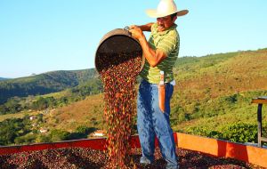 With the help of higher domestic prices and export sales, agriculture income will reach a record 487.3 billion Reais ($128 billion) this year and rise 0.2% in 2016