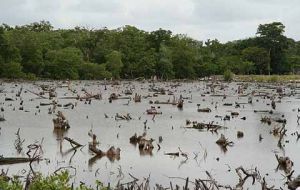 Between 2007 and 2015, Entre Rios province, the region most affected by flooding, lost more than 85,000 hectares (209,800 acres) of native forest