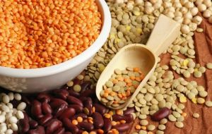 Pulse crops such as lentils, beans, peas and chickpeas are a critical part of the general food basket, vital source of plant-based proteins and amino acids