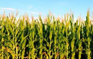 The combined output of Brazil and its neighbors, Argentina and Paraguay, is challenging the United States’ position as the world’s leading supplier of corn.