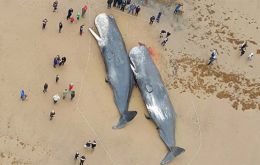 They are thought to be from the same pod as a dead whale on Hunstanton beach, 25 kilometres across The Wash bay, which stranded and died on Friday. 