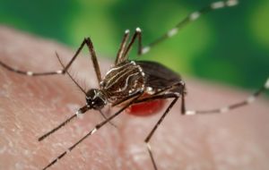 Two main reasons for the virus's rapid spread: (1) the Americas population lacks immunity to Zika and (2) Aedes mosquitoes are present in all the region's countries