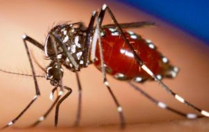 For decades, the disease, transmitted by the Aedes genus of mosquito, slumbered, affecting mainly monkeys. 