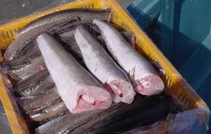 Hake (hubbsi) exports totaled 89,211 tons and US$ 220.97 million, down 17.4% in volume and 17.5% in value, comparing with the same period of 2014.