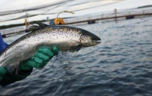 Multiexports Food admitted having suffered “significant fish mortality” and blames the bloom to “unusual and extreme weather and oceanographic conditions”
