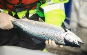 Last week the Norwegian company Marine Harvest, the largest salmon producer in the world, reported the deaths of about 1.2 million fish as a result of the algae being identified on their premises, loc