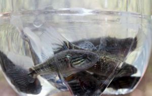 This fish, native to El Salvador, is known for feeding on mosquitoes—the same insects that transmit the virus said to be causing physical deformities to babies.