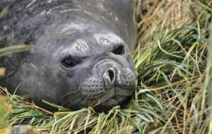 Of the 65 bird species breeding in the Falklands, 46 feed or nest in tussac. Seals shelter and breed in tussac grass (Pic by M. Zwick )