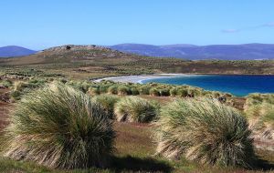 View of the Poa flabellata grass (Tussac) along the beach in the Falkland Islands
