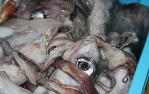 Lima giant squid: it is coming out via Pucusana and Ancon. One part is transported to the market in Lima and another part is taken to Paita.