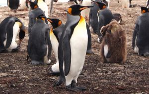 A rookery of King Penguins, one of the many spectacular sights to be enjoyed in the Falklands and quite close to Stanley