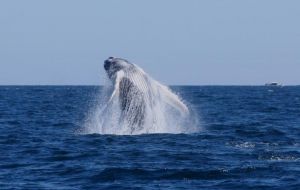  “Once again false promises from the Australian and New Zealand governments have resulted in whales being killed illegally in the Australian Whale Sanctuary”